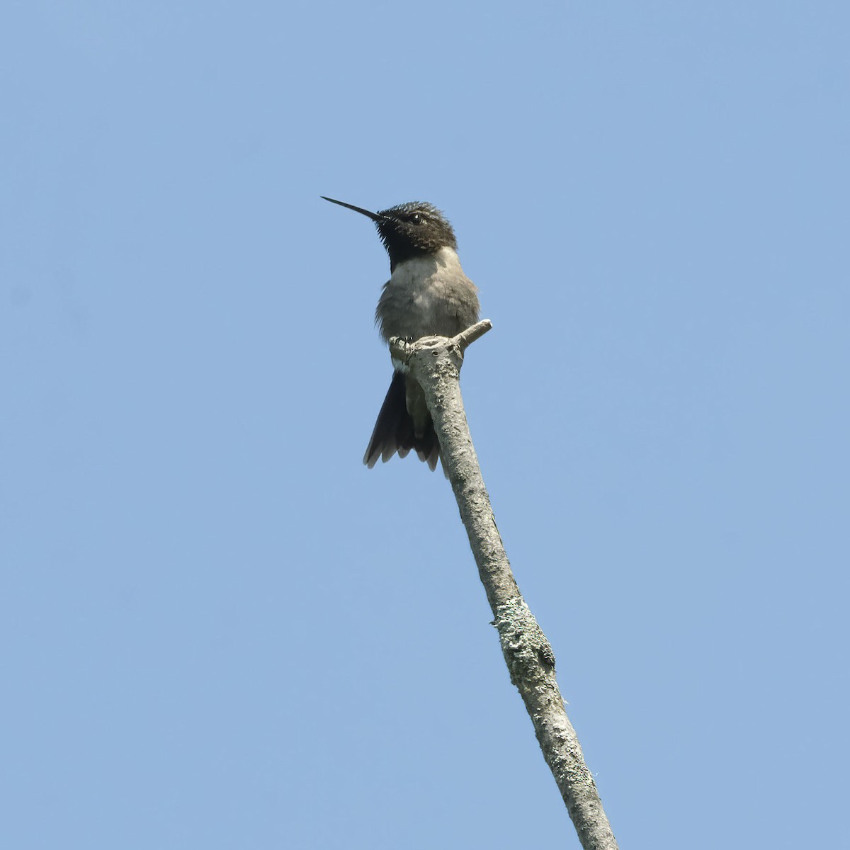 Ruby-throated Hummingbird - ML619999788