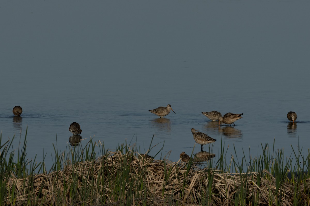 Hudsonian Godwit - ML619999790