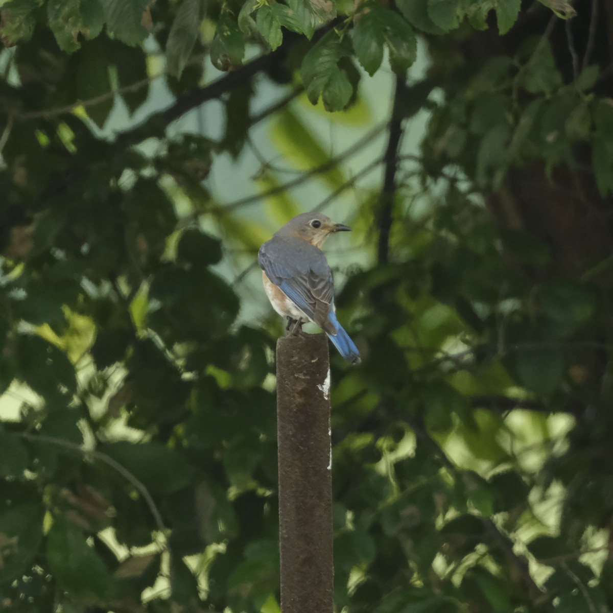 Eastern Bluebird - ML619999810