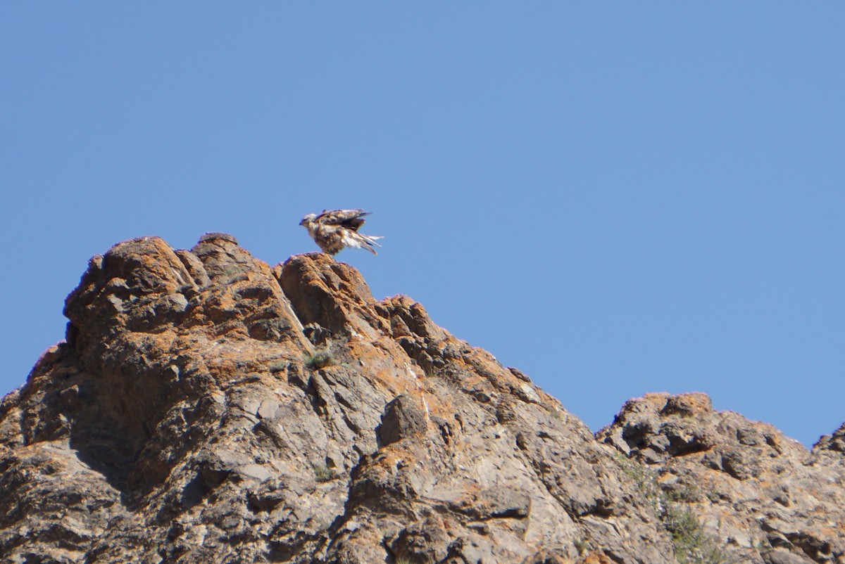 Upland Buzzard - ML619999816