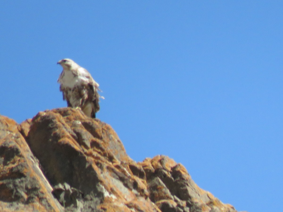 Upland Buzzard - ML619999821