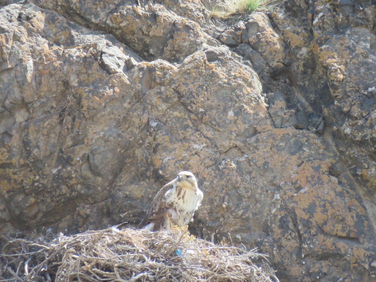 Upland Buzzard - ML619999824