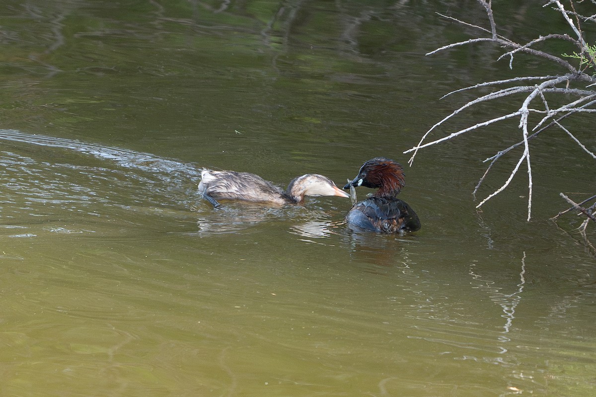 Little Grebe - ML619999829