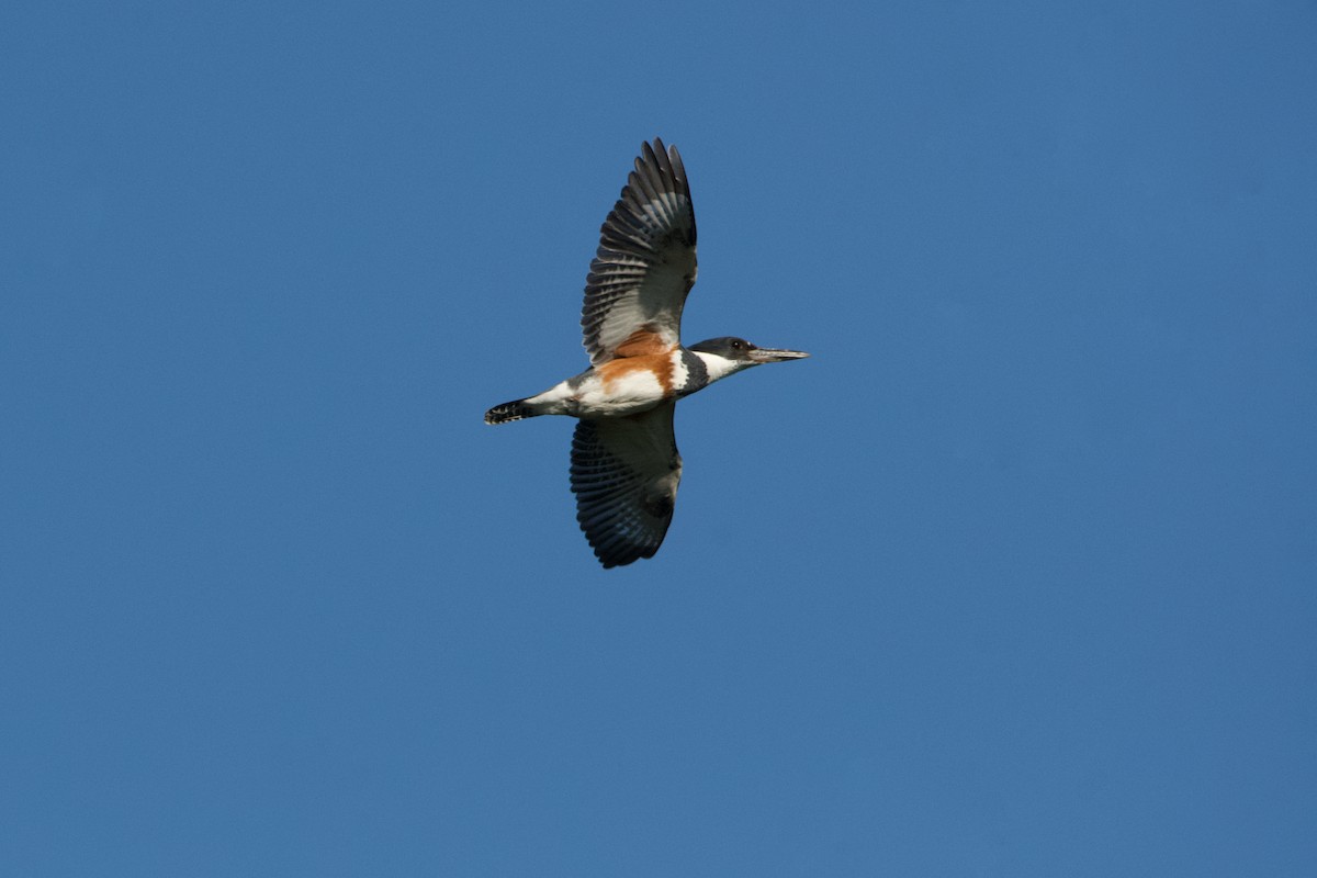 Belted Kingfisher - ML619999832