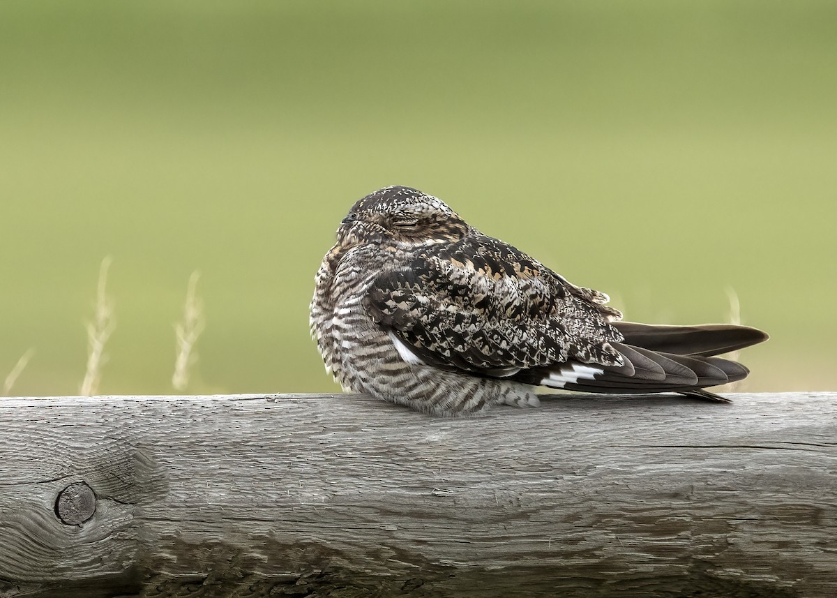 Common Nighthawk - ML619999842