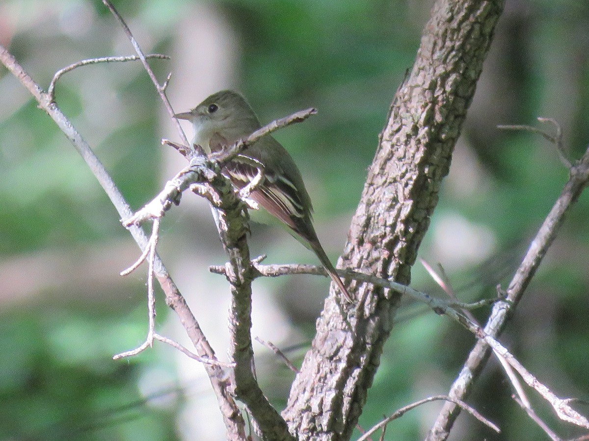 new world flycatcher sp. - ML619999844