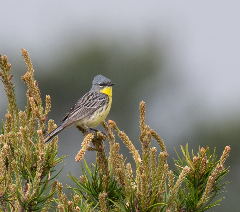 Kirtland's Warbler - ML619999853