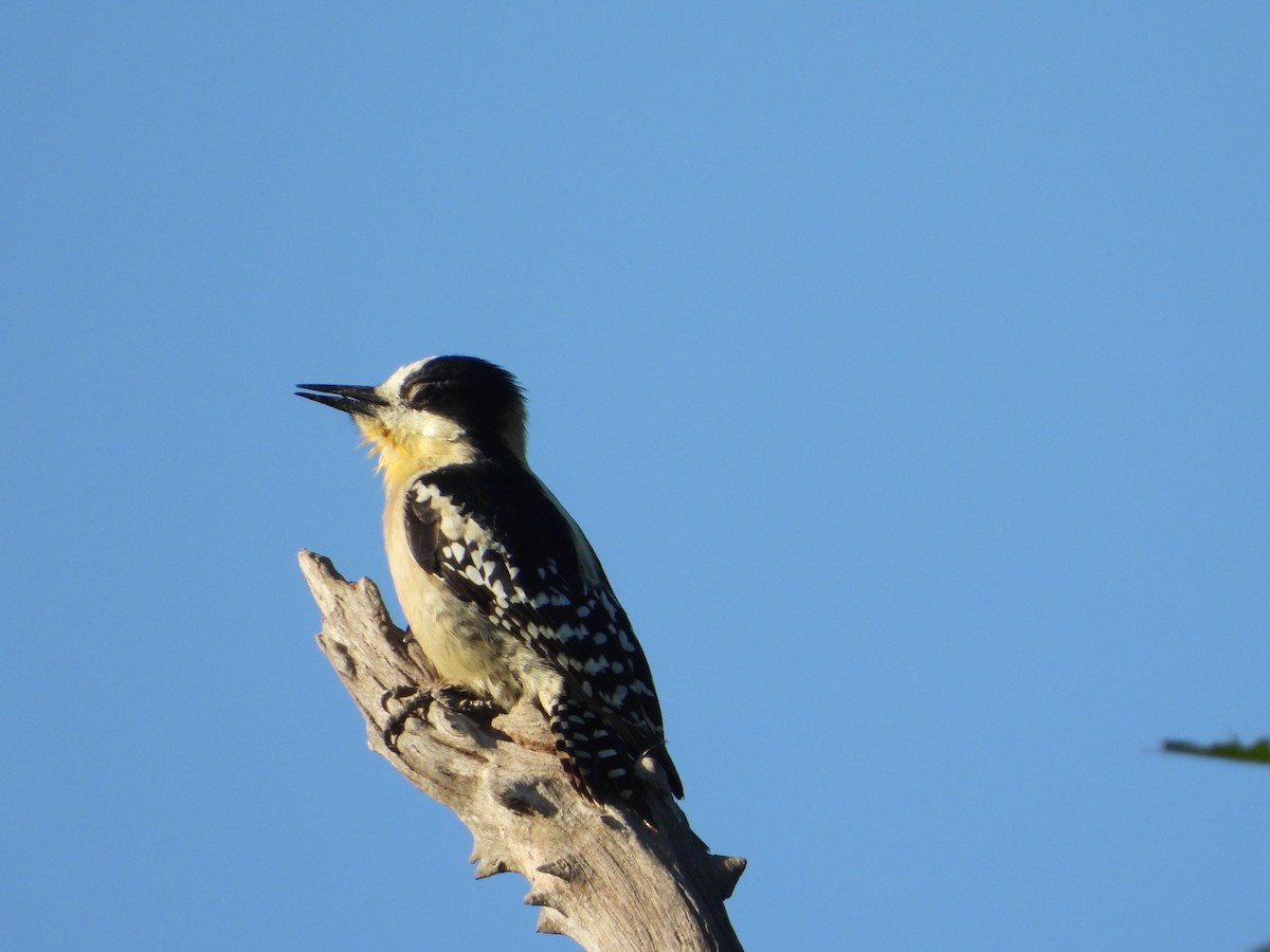 White-fronted Woodpecker - ML619999860