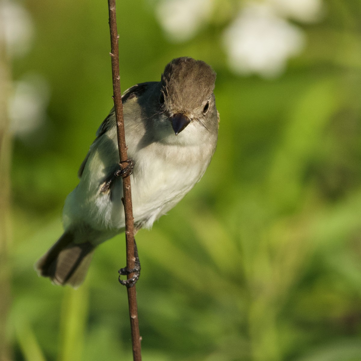 Willow Flycatcher - ML619999863