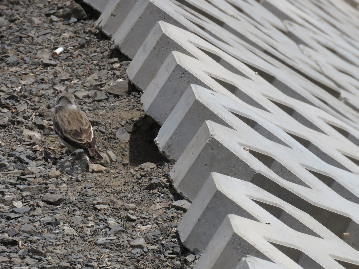 White-winged Snowfinch - ML619999877