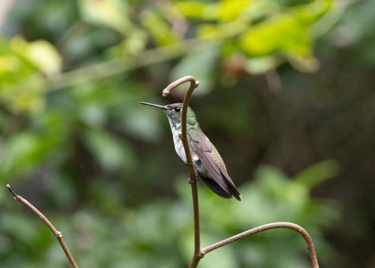 kolibřík pestrý [skupina versicolor] - ML619999890