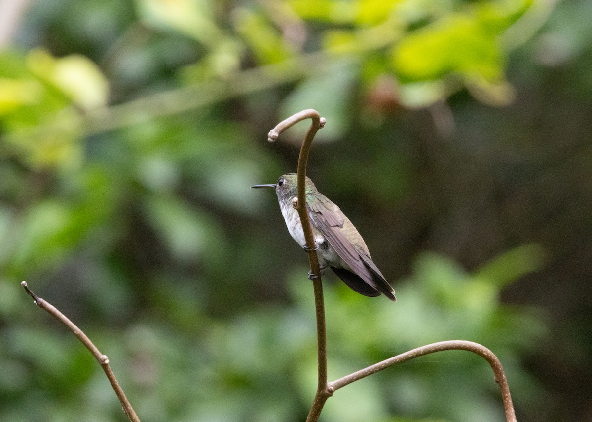 kolibřík pestrý [skupina versicolor] - ML619999891
