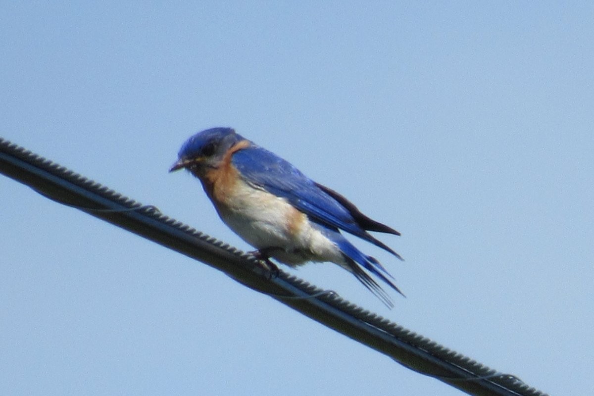 Eastern Bluebird - ML619999893