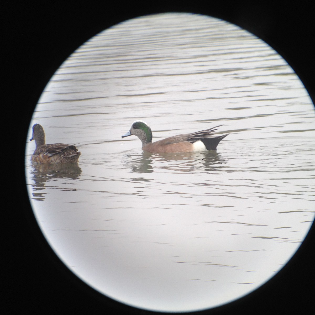 American Wigeon - ML619999897