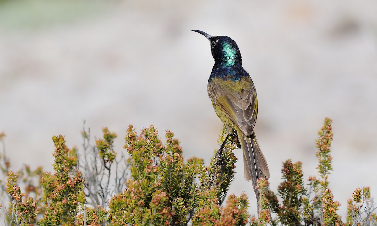 Orange-breasted Sunbird - ML619999900