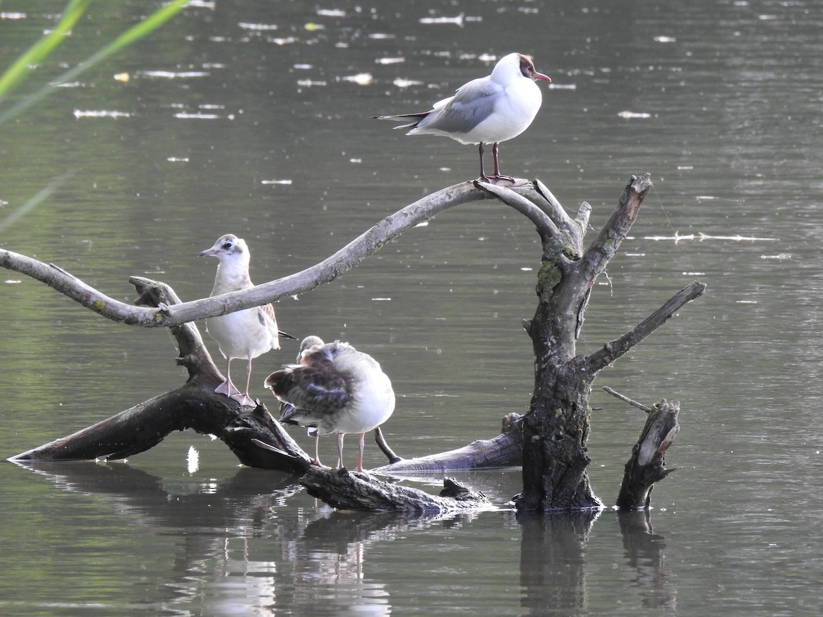 Mouette rieuse - ML619999901