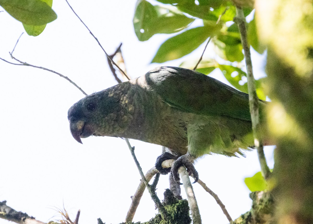 Scaly-headed Parrot - ML619999904