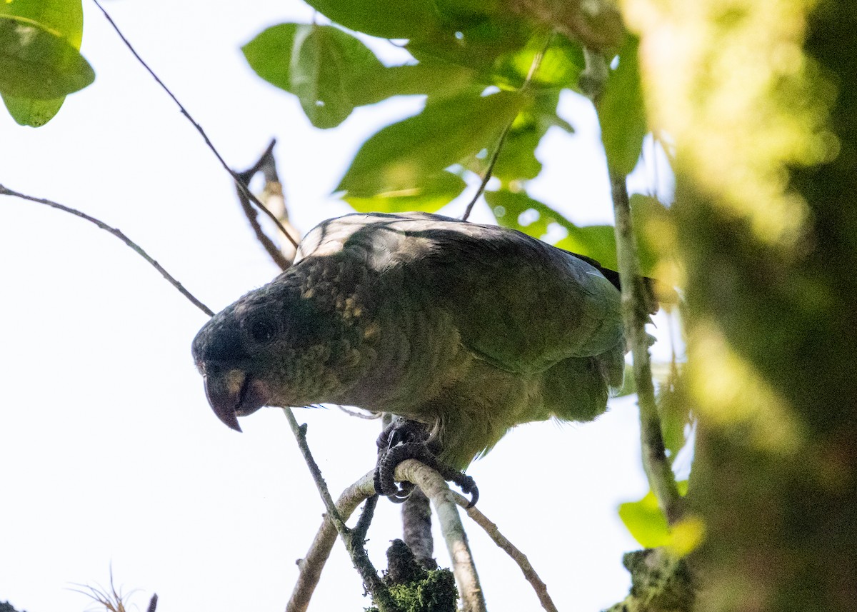 Scaly-headed Parrot - ML619999906