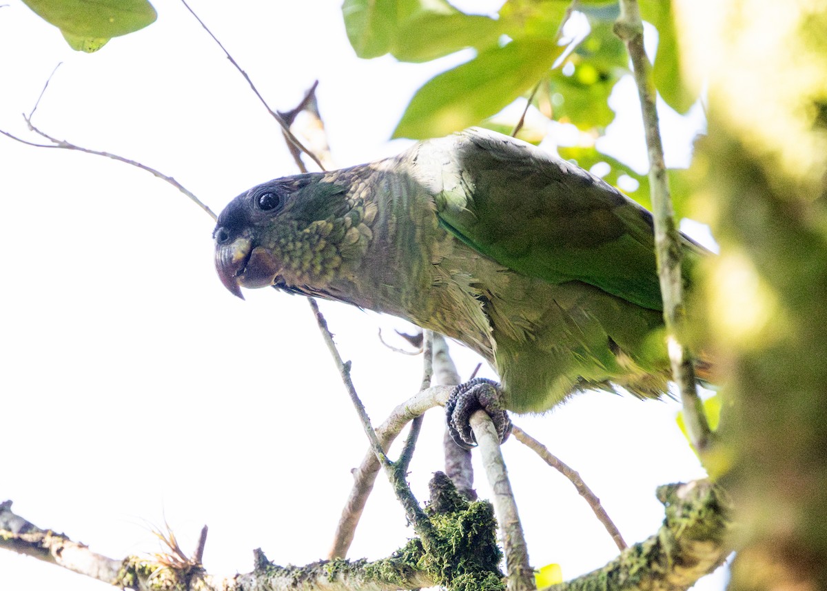 Scaly-headed Parrot - ML619999907