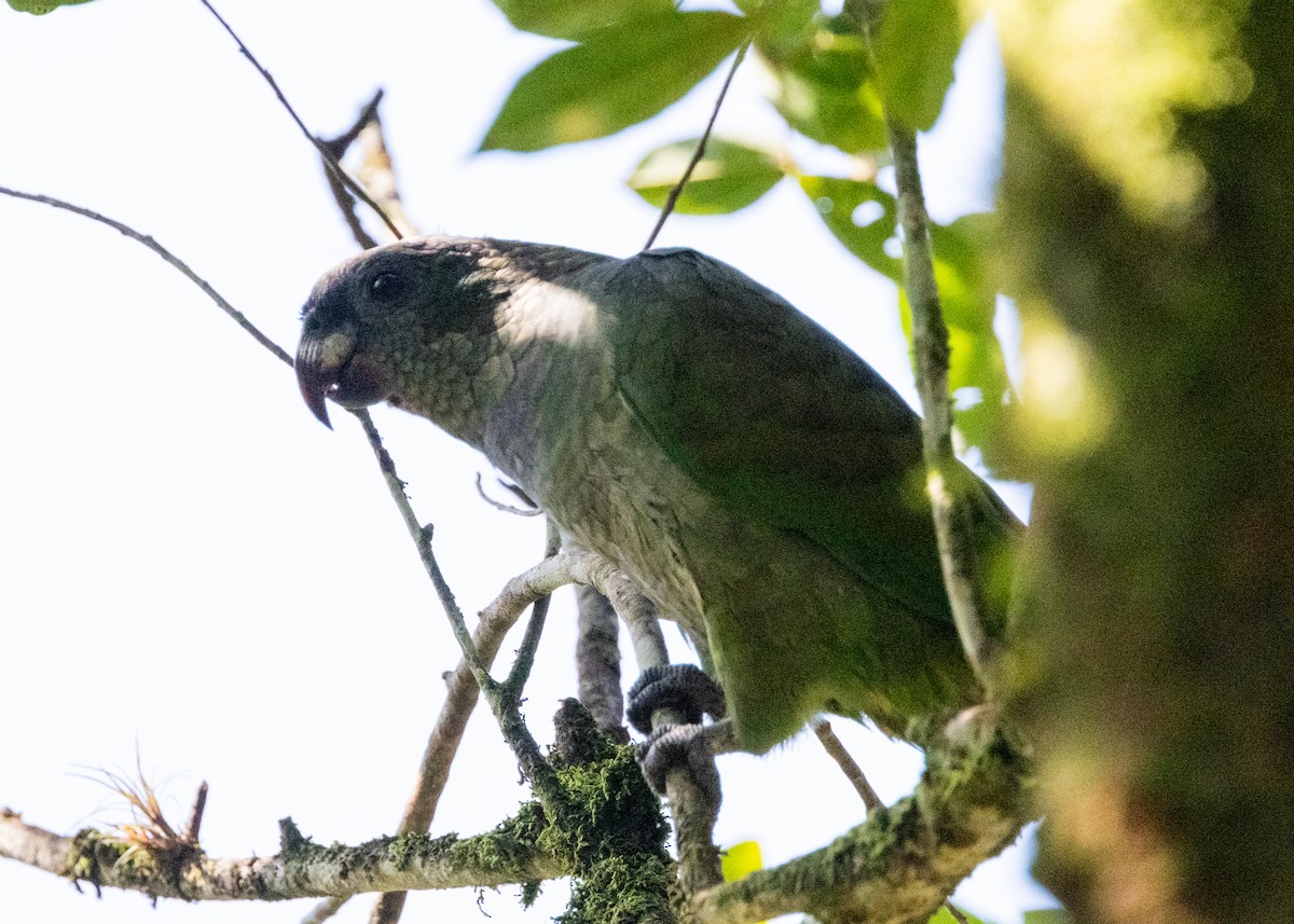 Scaly-headed Parrot - ML619999909