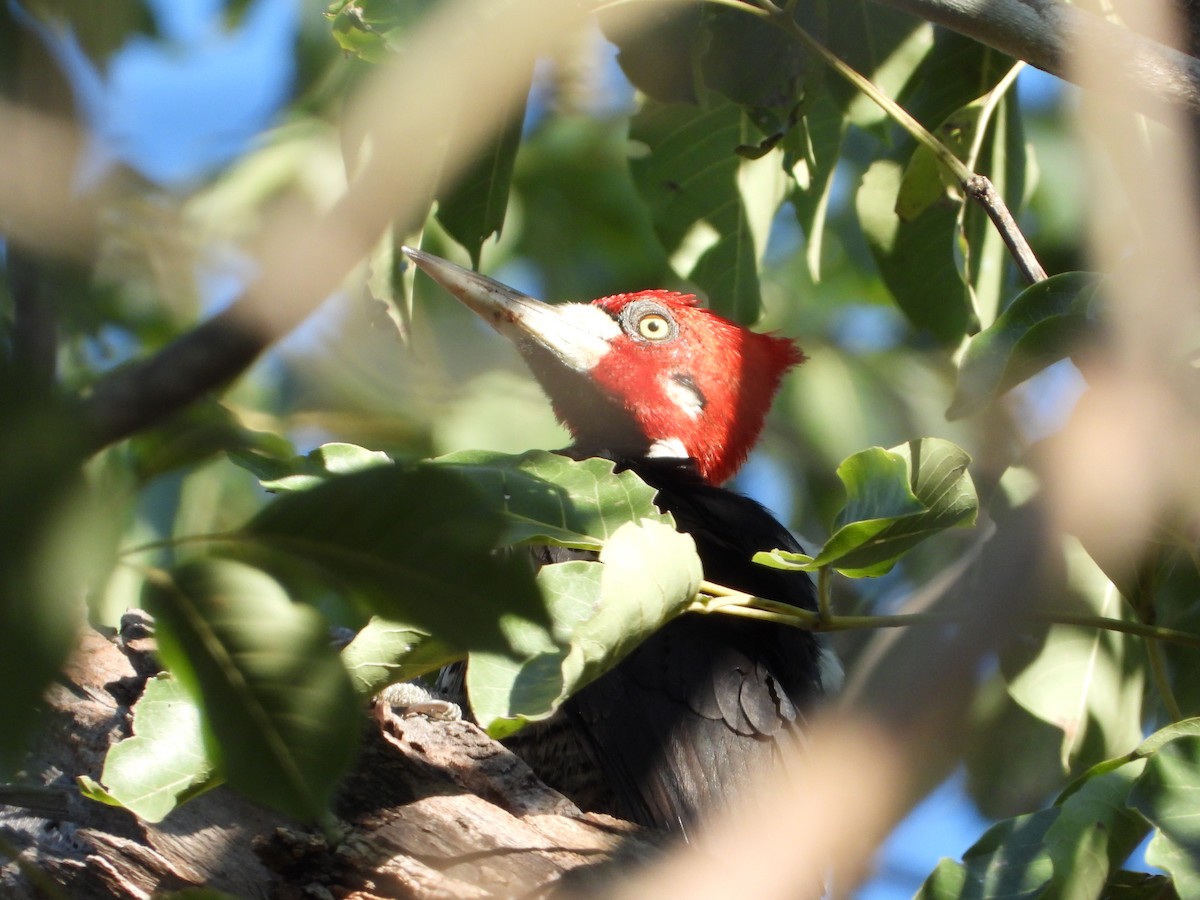 Crimson-crested Woodpecker - ML619999915