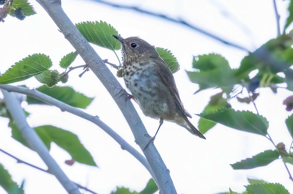 Swainson's Thrush - ML619999916