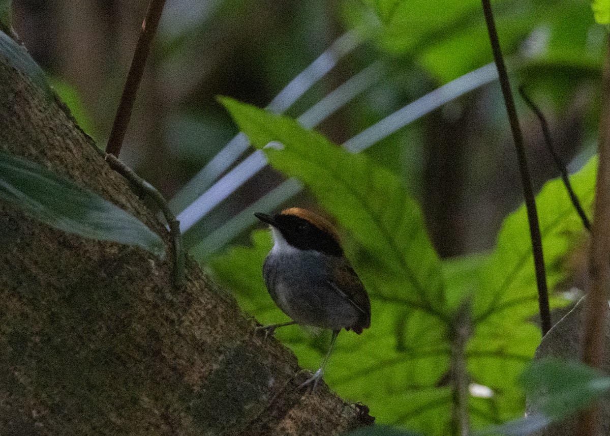 Black-cheeked Gnateater - ML619999921