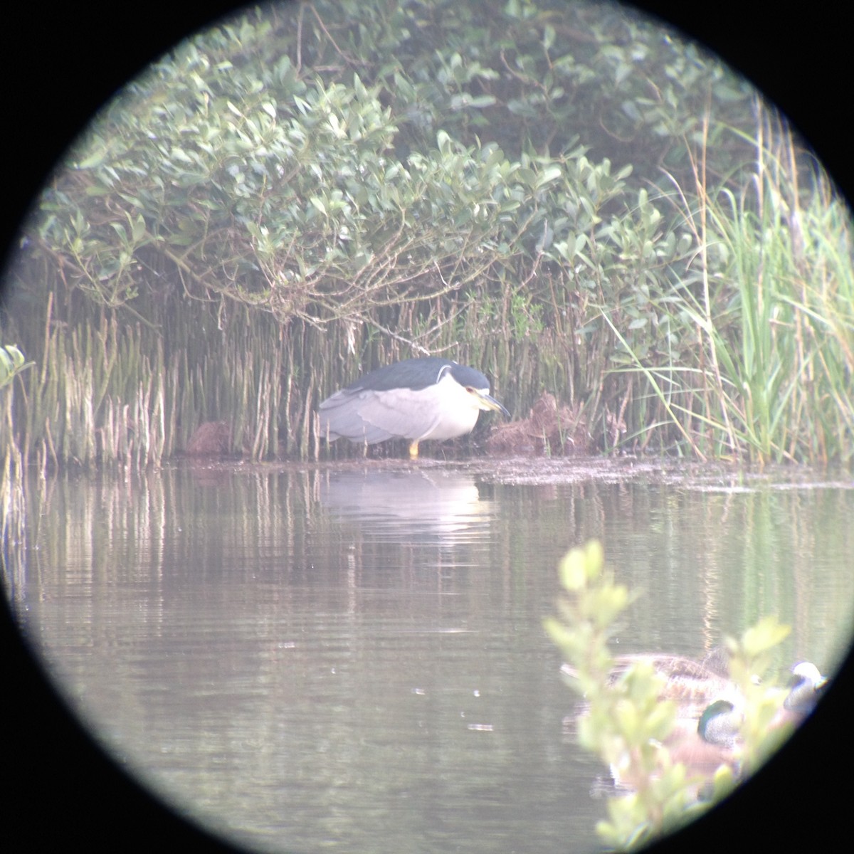 Black-crowned Night Heron - ML619999924