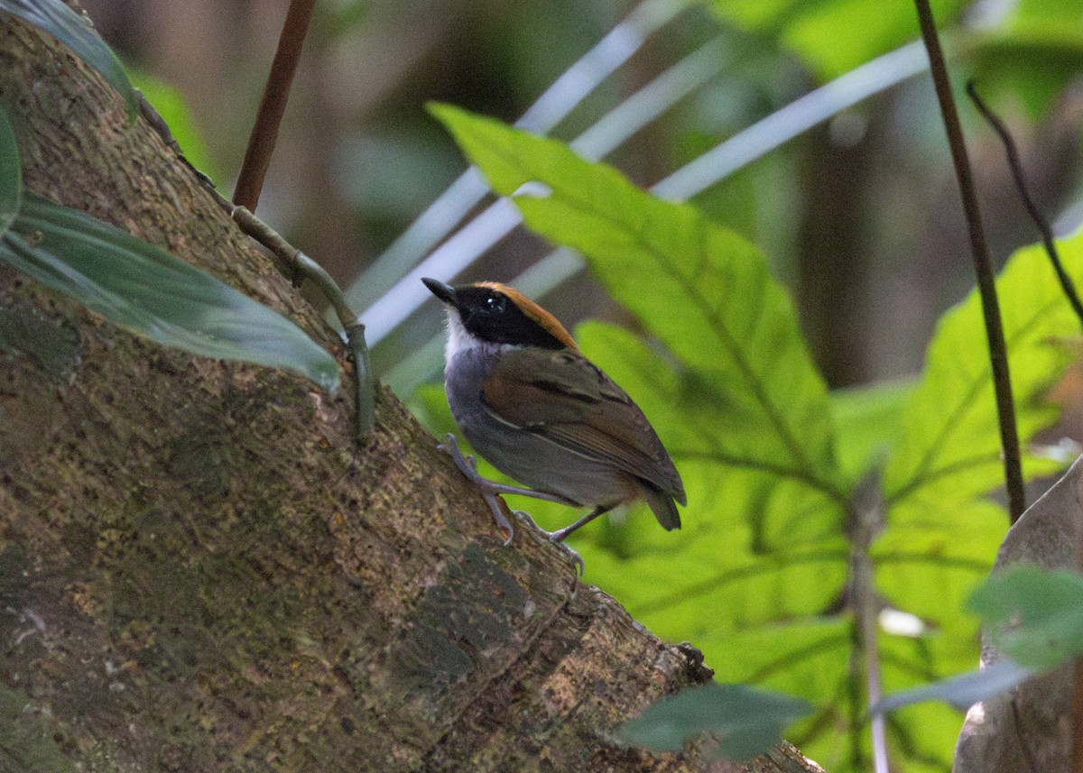 Black-cheeked Gnateater - ML619999926