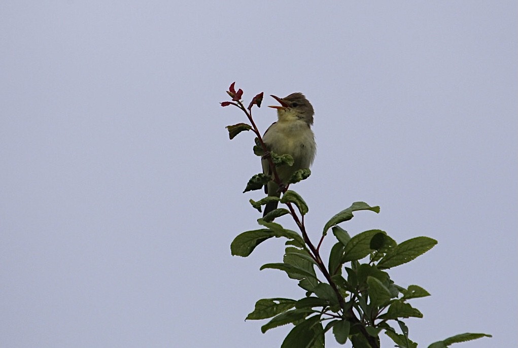 Melodious Warbler - ML619999932