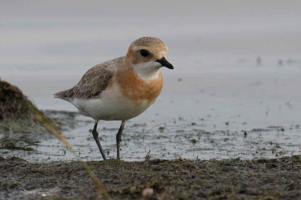 Tibetan Sand-Plover - ML619999934