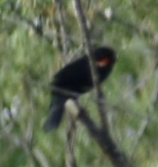 Red-winged Blackbird - ML619999935