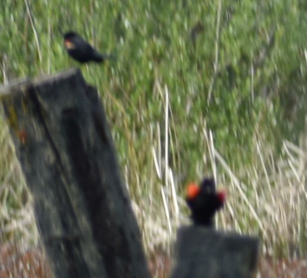 Red-winged Blackbird - ML619999936