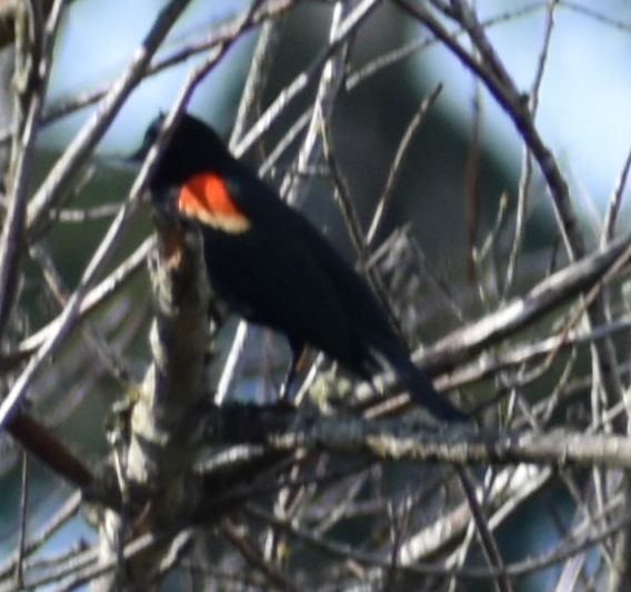 Red-winged Blackbird - ML619999937