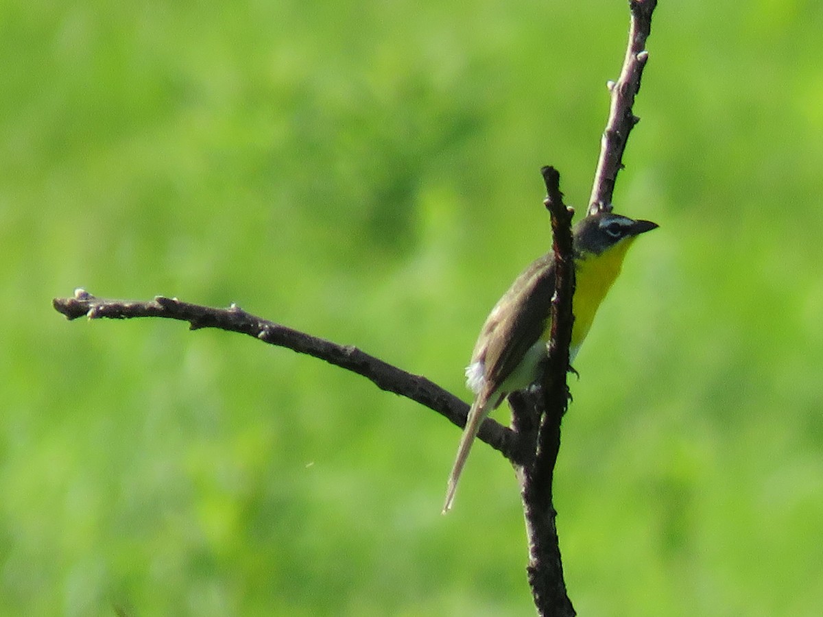 Yellow-breasted Chat - ML619999960