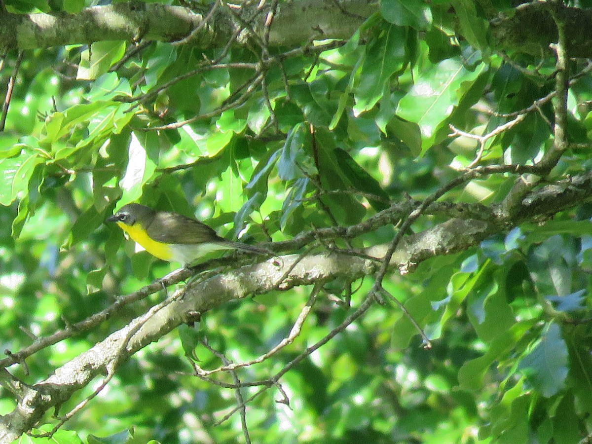 Yellow-breasted Chat - ML619999961