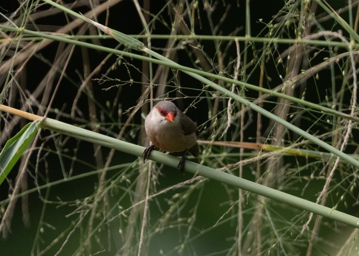 Common Waxbill - ML619999981