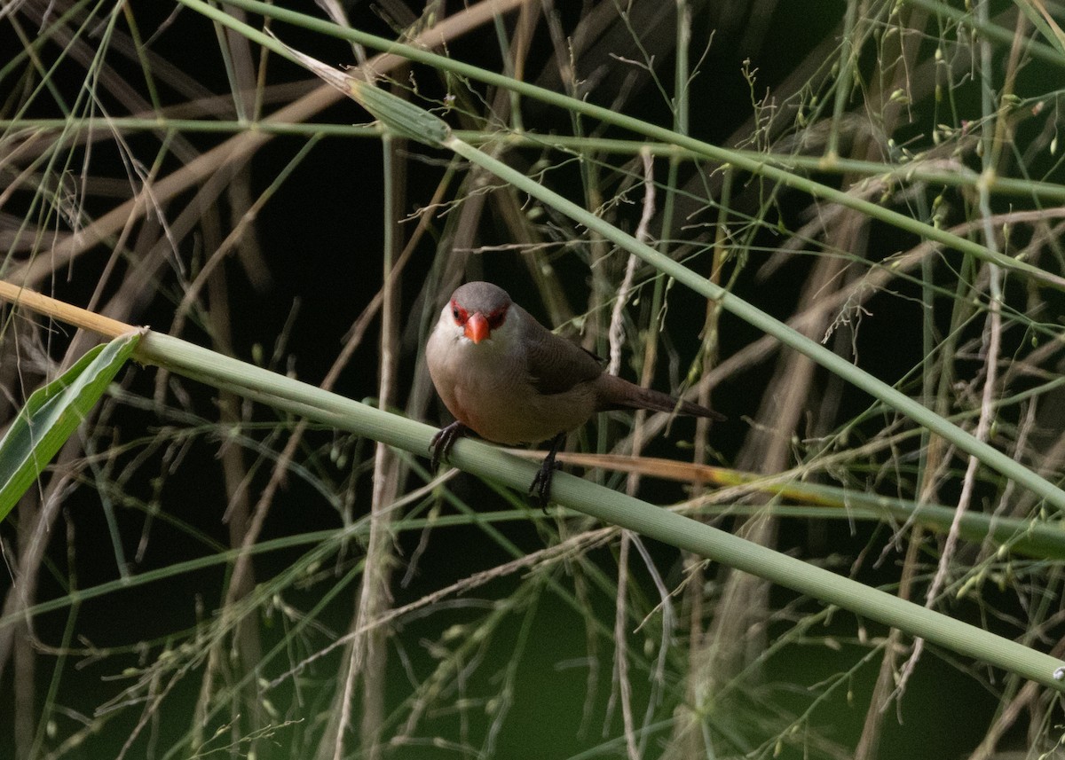 Common Waxbill - ML619999983