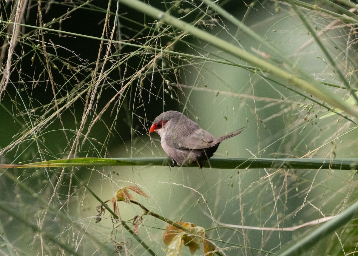 Common Waxbill - ML619999988