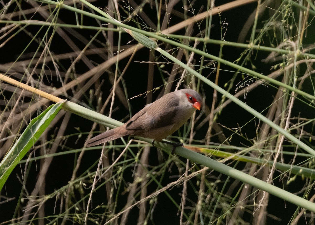 Common Waxbill - ML619999990