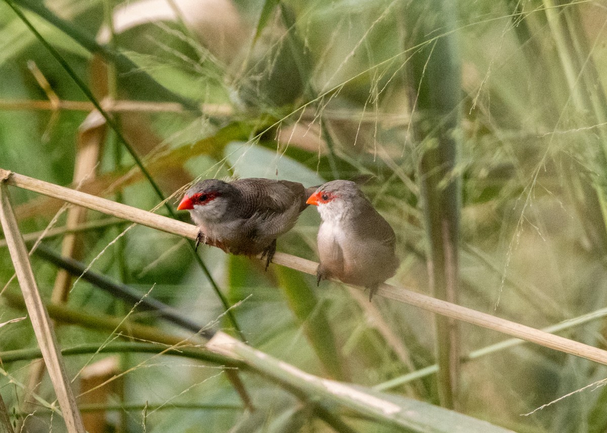 Common Waxbill - ML619999993