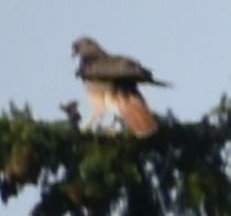 Red-tailed Hawk - ML620000000
