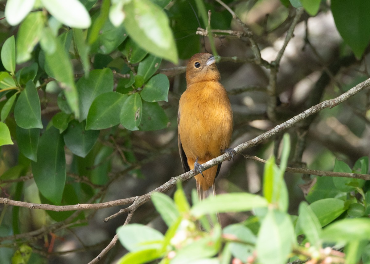Flame-crested Tanager (Flame-crested) - ML620000003