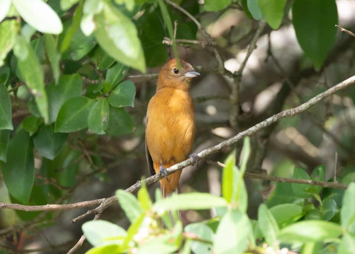 Flame-crested Tanager (Flame-crested) - ML620000005