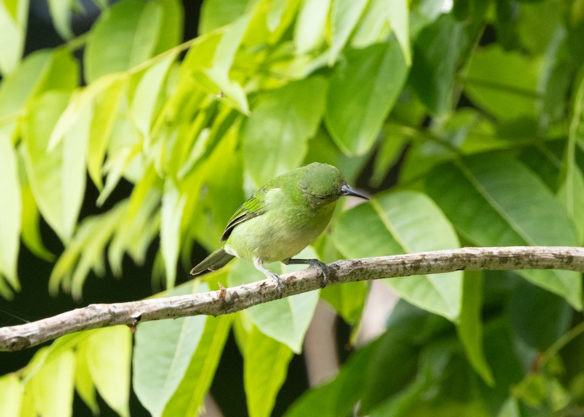 Mielerito Verde - ML620000039