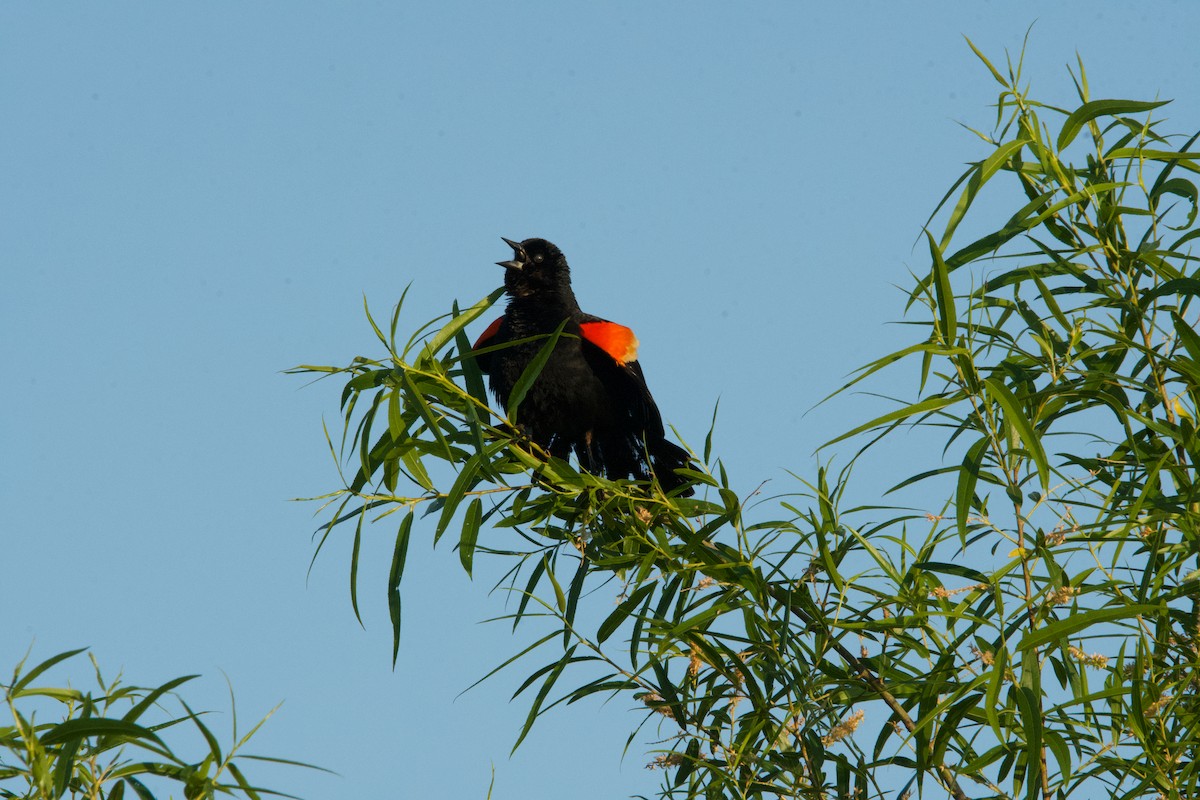 Red-winged Blackbird - ML620000040