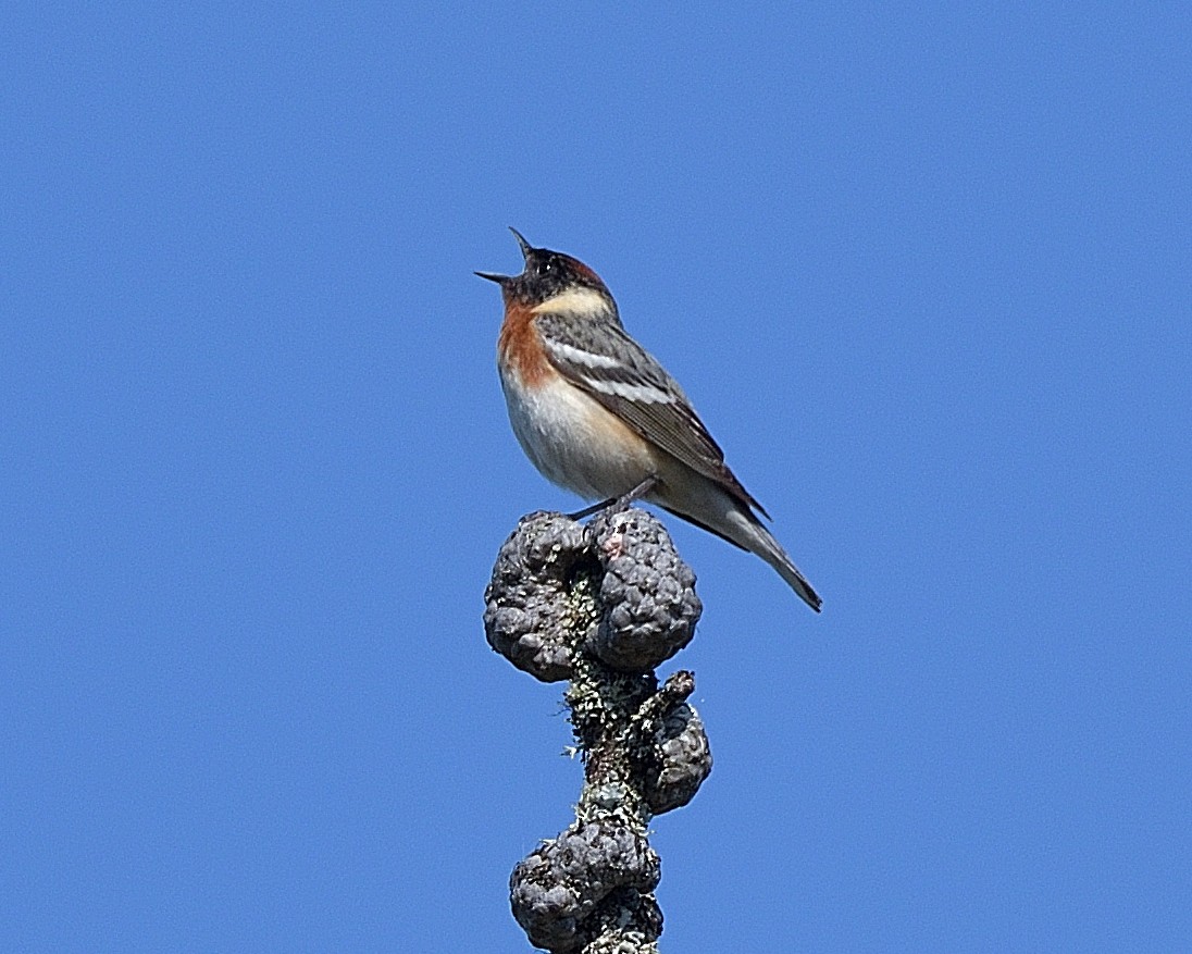Bay-breasted Warbler - ML620000047