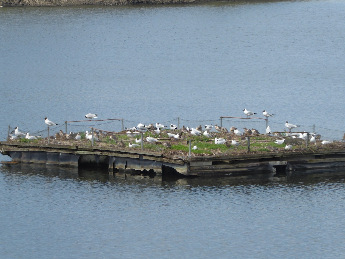 Black-headed Gull - ML620000048