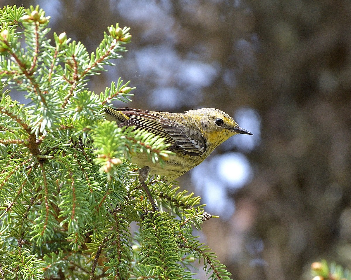 Paruline tigrée - ML620000063