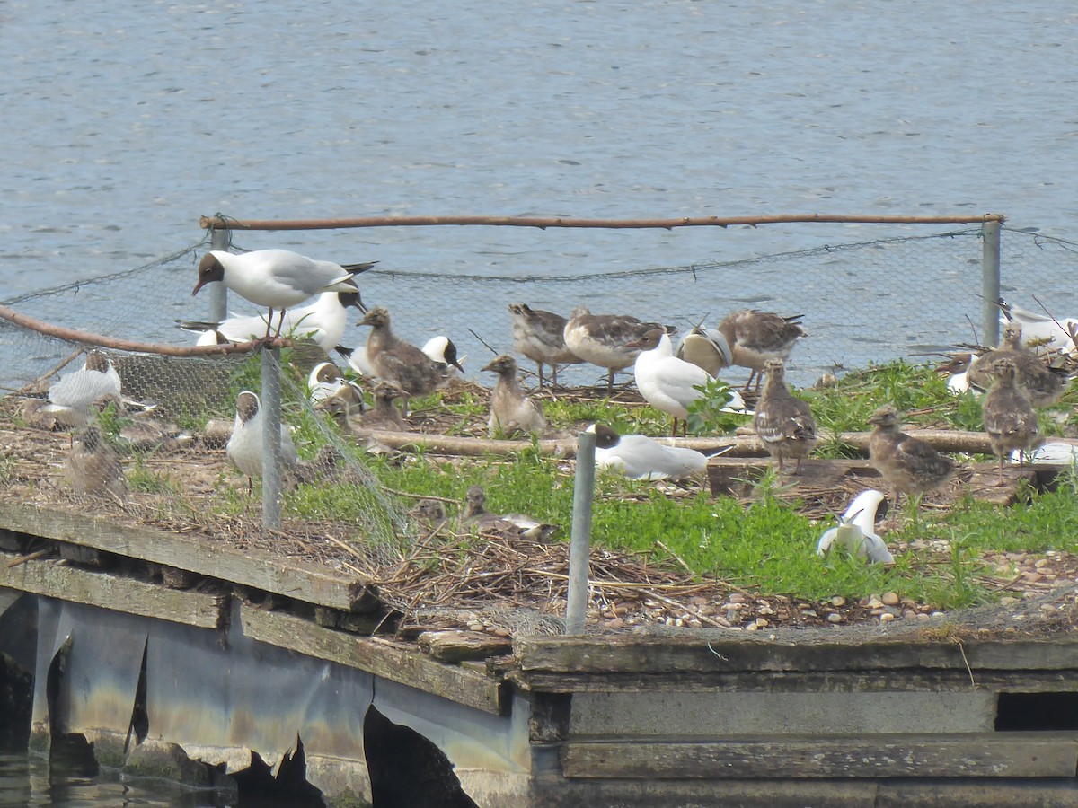 Black-headed Gull - ML620000069